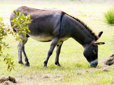 Grass meadow male wildlife Photo