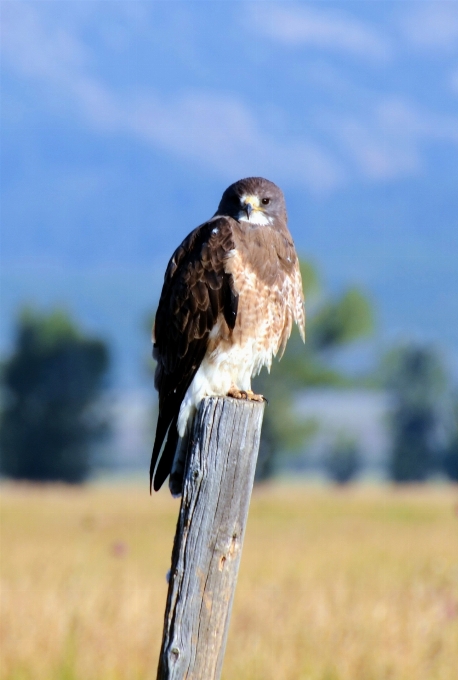 Krajobraz natura góra ptak