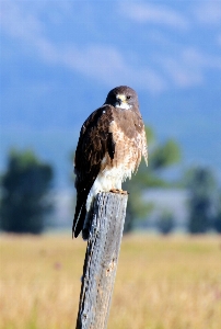 Landscape nature mountain bird Photo