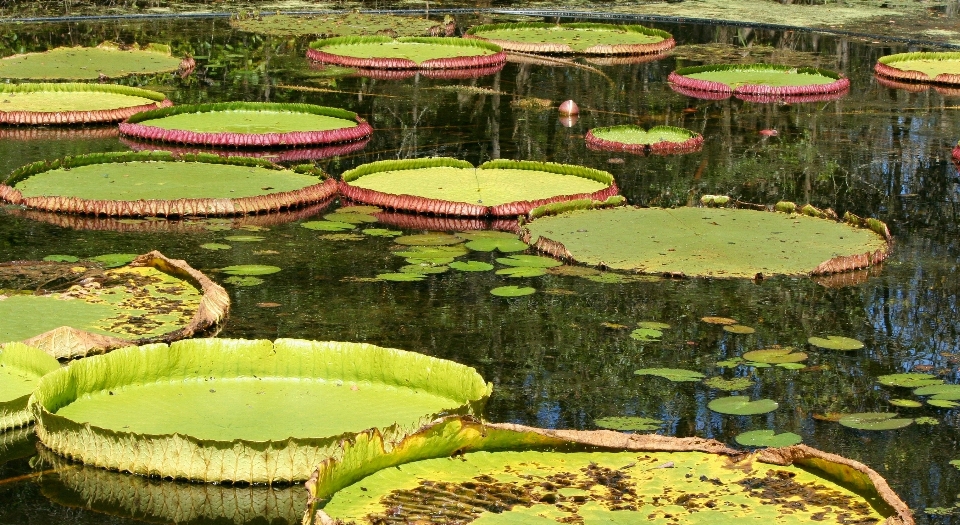 アウトドア 花 構造 植物