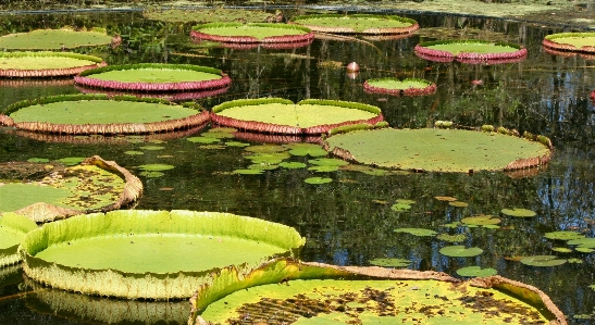 Outdoor blossom structure plant Photo