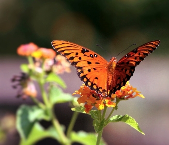 Nature photography leaf flower Photo