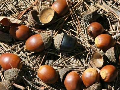 Forest texture seed food Photo