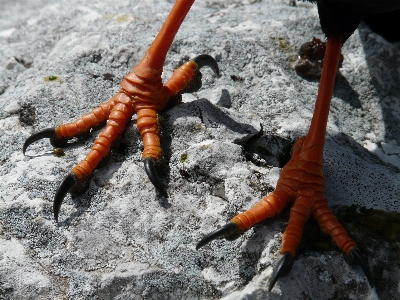 Feet wildlife orange red Photo