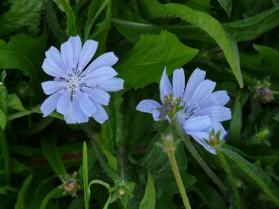 Blossom plant meadow flower Photo