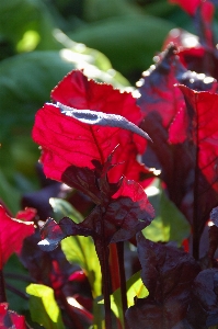 Nature blossom growth plant Photo