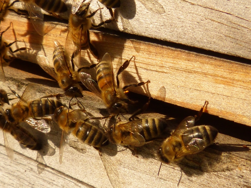 Böcek fauna omurgasız kriket