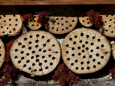 Leaf flower pattern food Photo