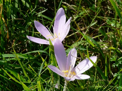 Nature grass blossom plant Photo