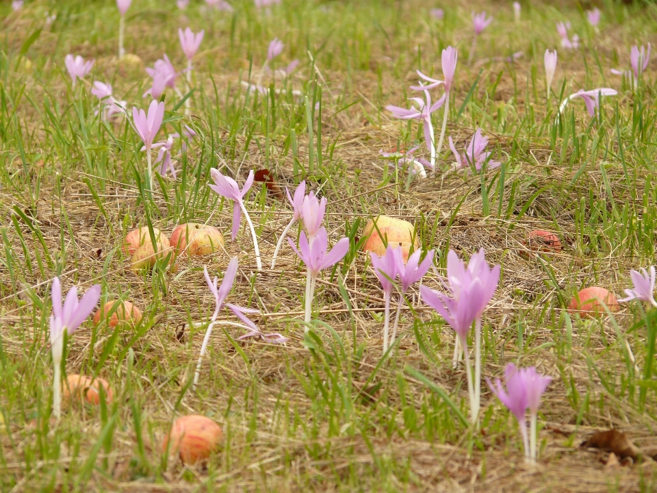 Grass blossom plant field