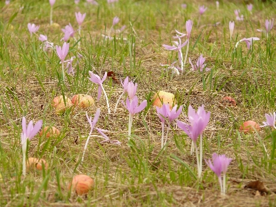 Grass blossom plant field Photo