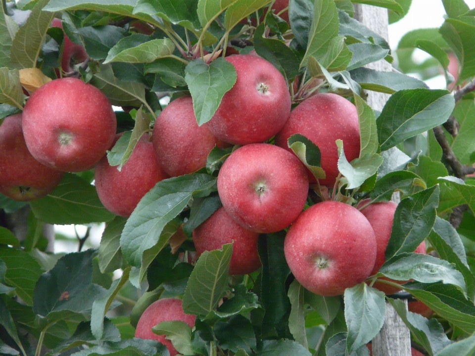 Apple plant fruit flower