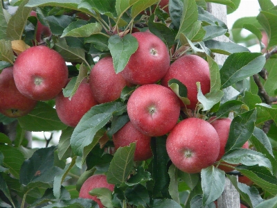 Apple 植物 フルーツ 花 写真