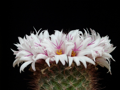 Foto Cactus
 pianta bianco fiore