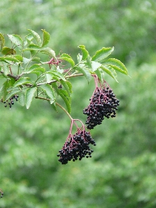 Tree branch blossom plant Photo