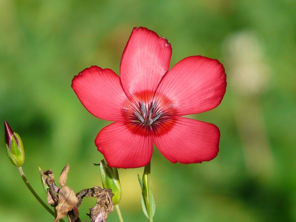 Natur blüte anlage fotografie