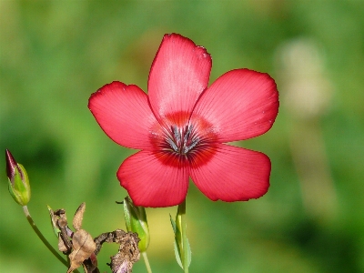 Nature blossom plant photography Photo