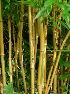 Grass branch plant field Photo