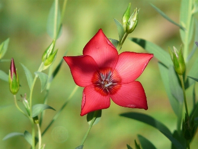 Blossom plant flower petal Photo