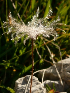 Foto Pohon alam rumput mekar