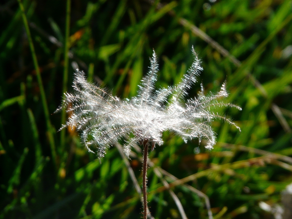 árvore natureza grama filial