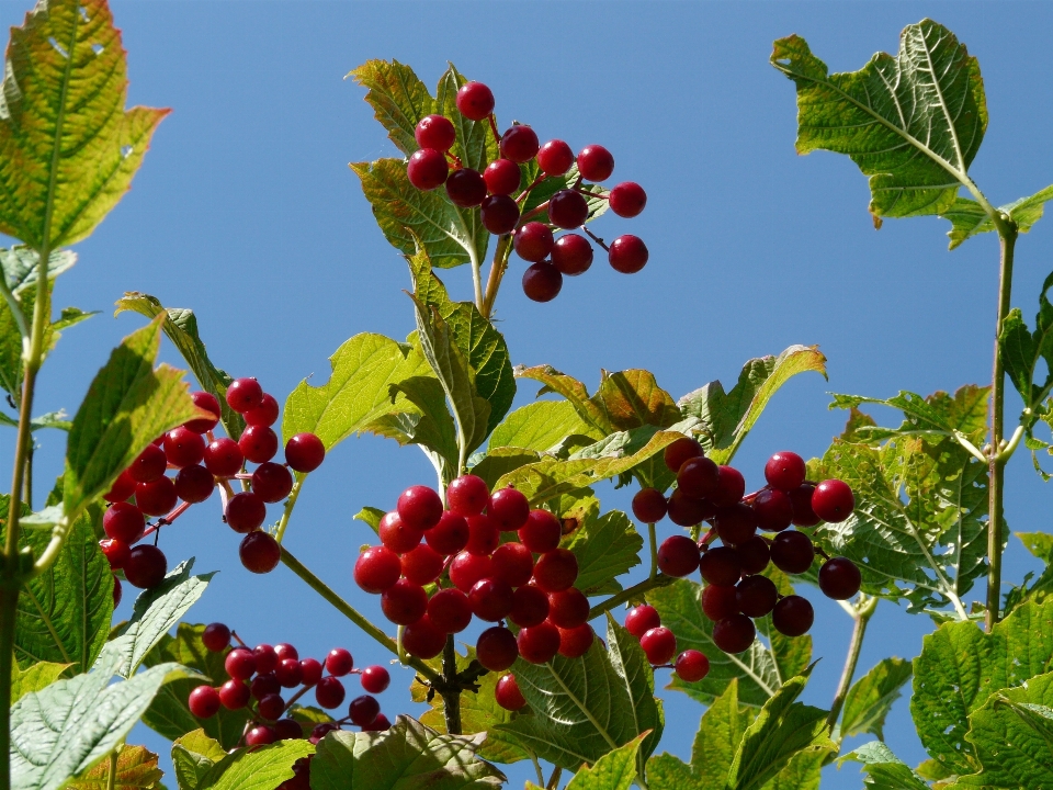 Rama florecer planta fruta