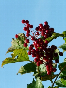 Branch blossom plant fruit Photo