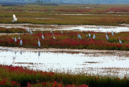 Grass marsh wetlands swamp Photo