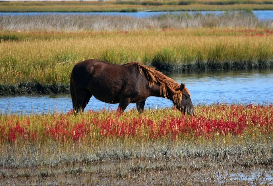 Outdoor marsh wetlands swamp