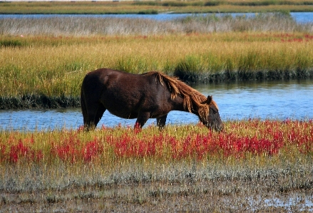 Outdoor marsh wetlands swamp Photo