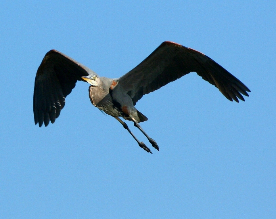 Bird wing flying wildlife