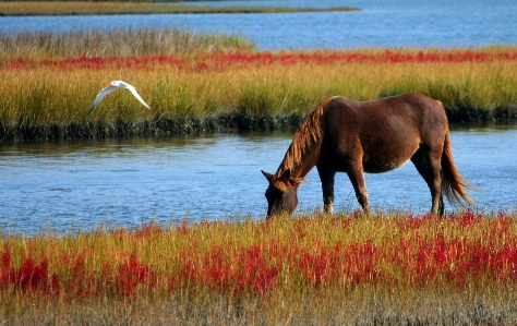 Grass marsh swamp field Photo