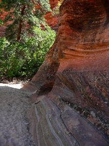 Foto Albero sabbia rock natura selvaggia
