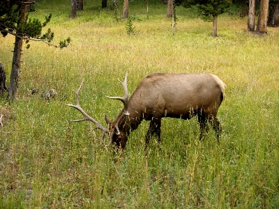 Nature meadow prairie animal Photo