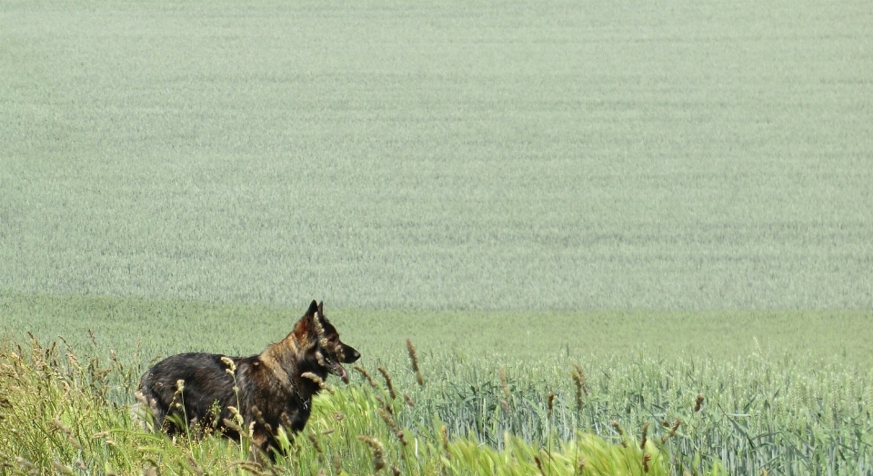 Césped campo prado
 grano