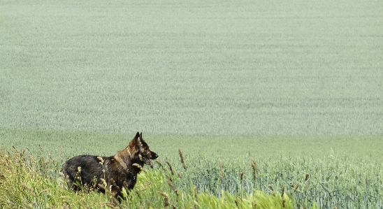 Grass field meadow grain Photo