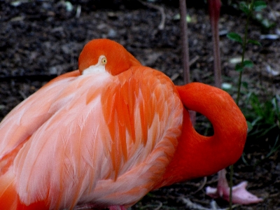 Outdoor bird flower animal Photo