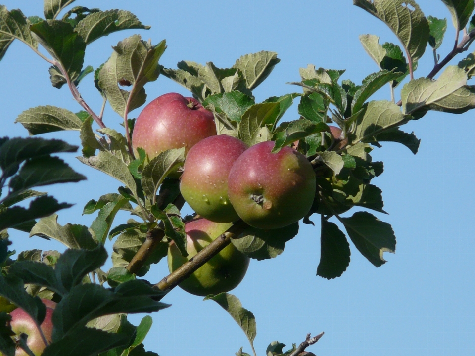 Apple 나무 나뭇가지 식물