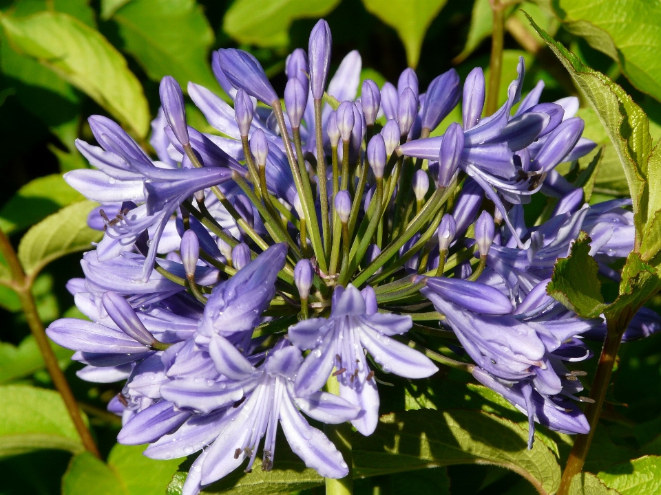 Pianta fiore erba botanica
