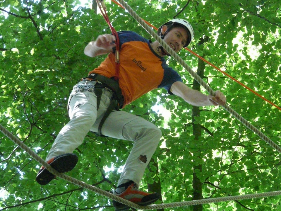 Albero foresta pianta foglia