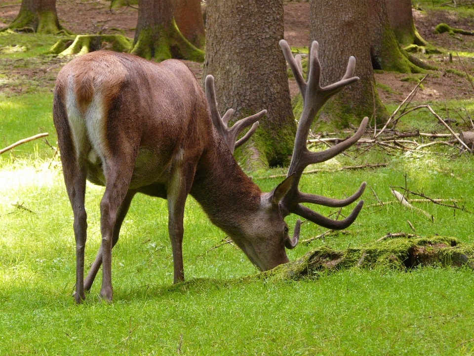 Forest grass meadow animal