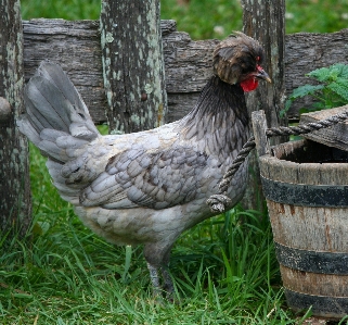 Bird wing farm flock Photo