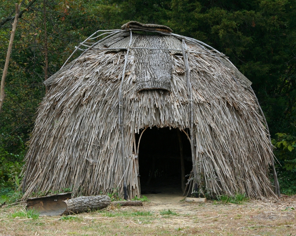 Pohon kayu rumah kulit