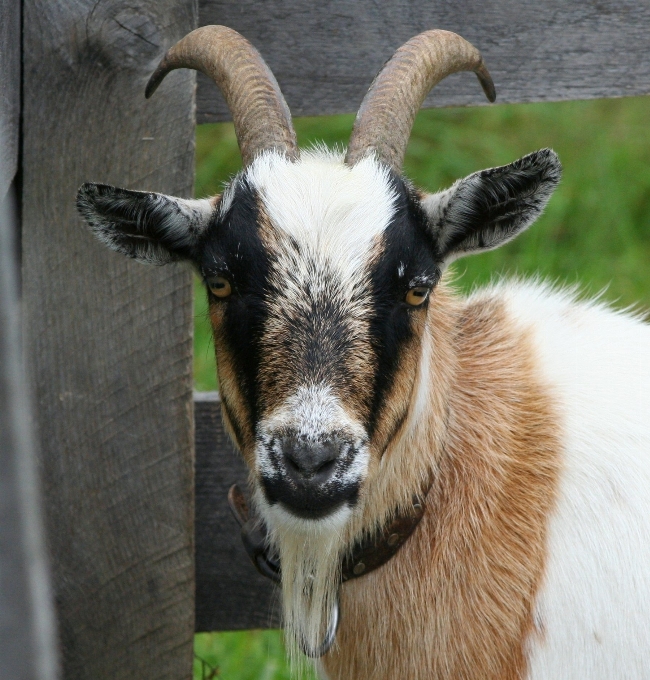 Pedesaan margasatwa liar kambing