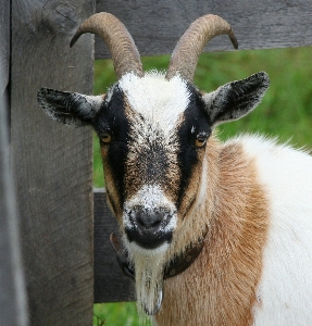 Countryside wildlife wild goat Photo