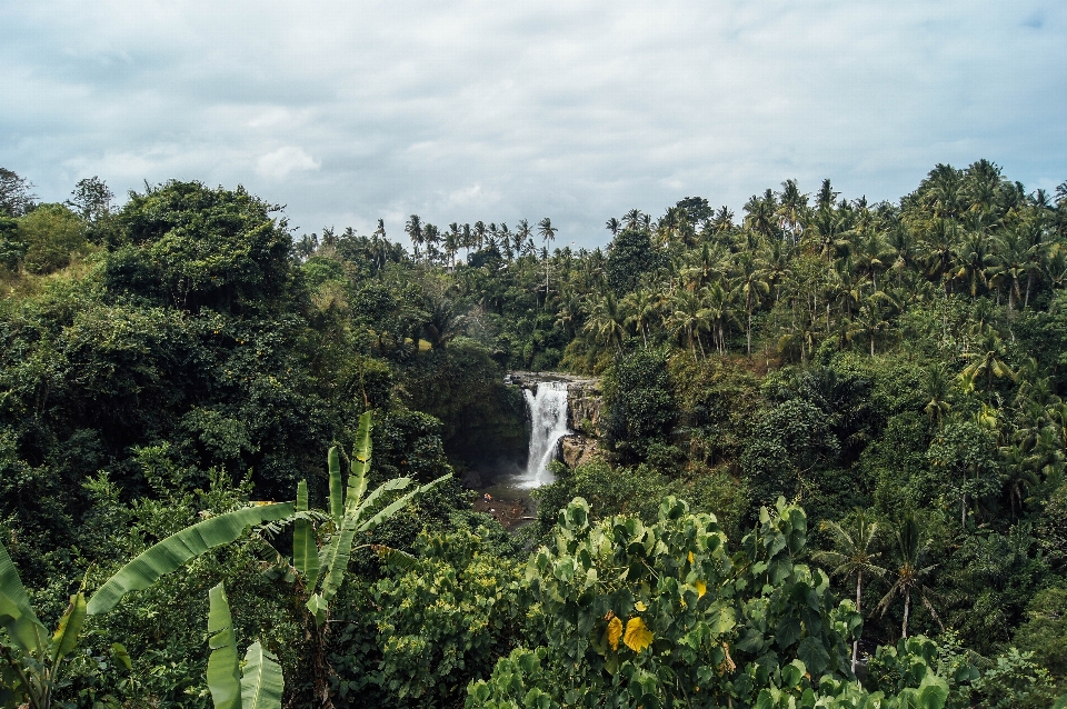 Pesisir pohon alam hutan