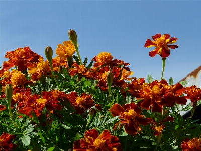 Blossom plant meadow flower Photo