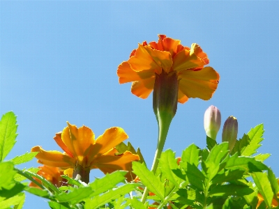 自然 花 植物 草原
 写真