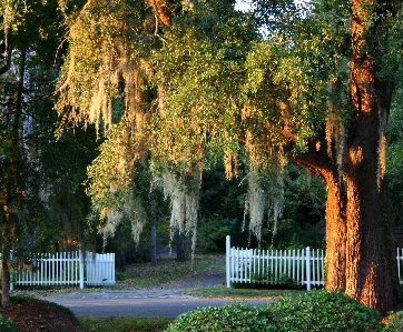 Tree nature forest plant Photo