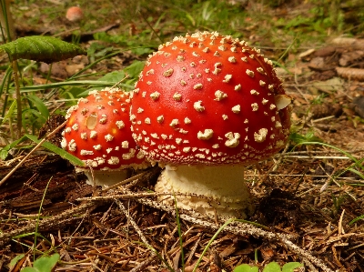 Nature forest red autumn Photo